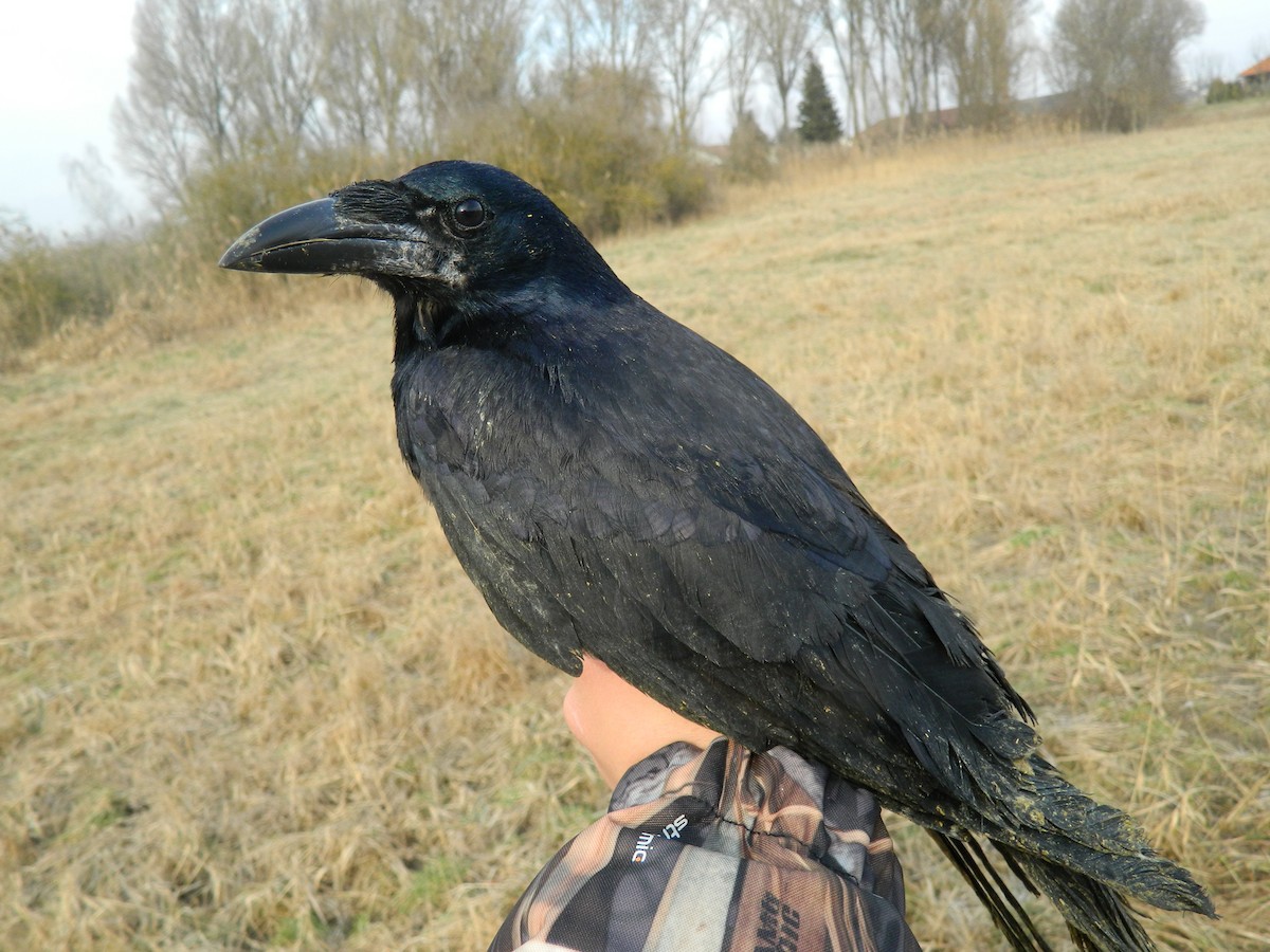 Ekin Kargası - ML646307374