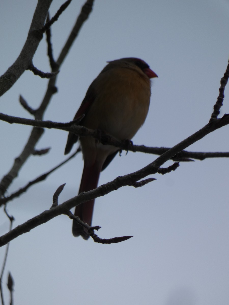 Kardinal arrunta - ML646307376