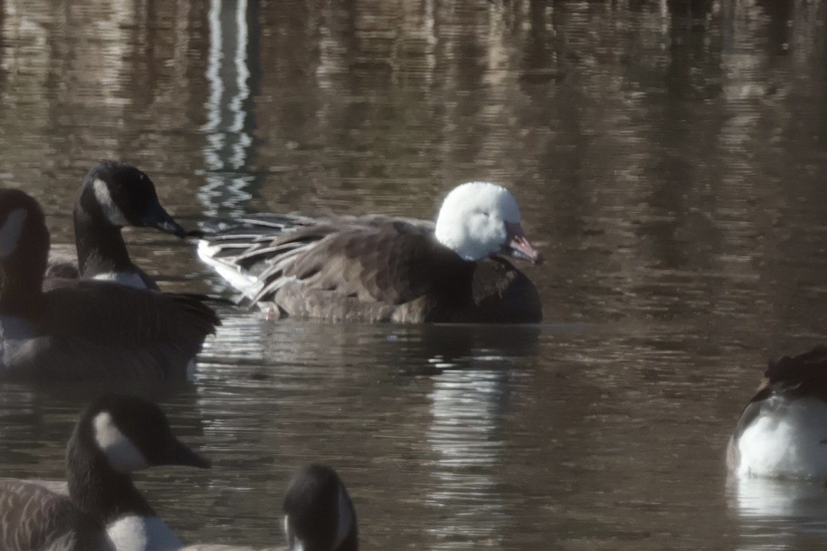 Elur-antzara - ML646307377