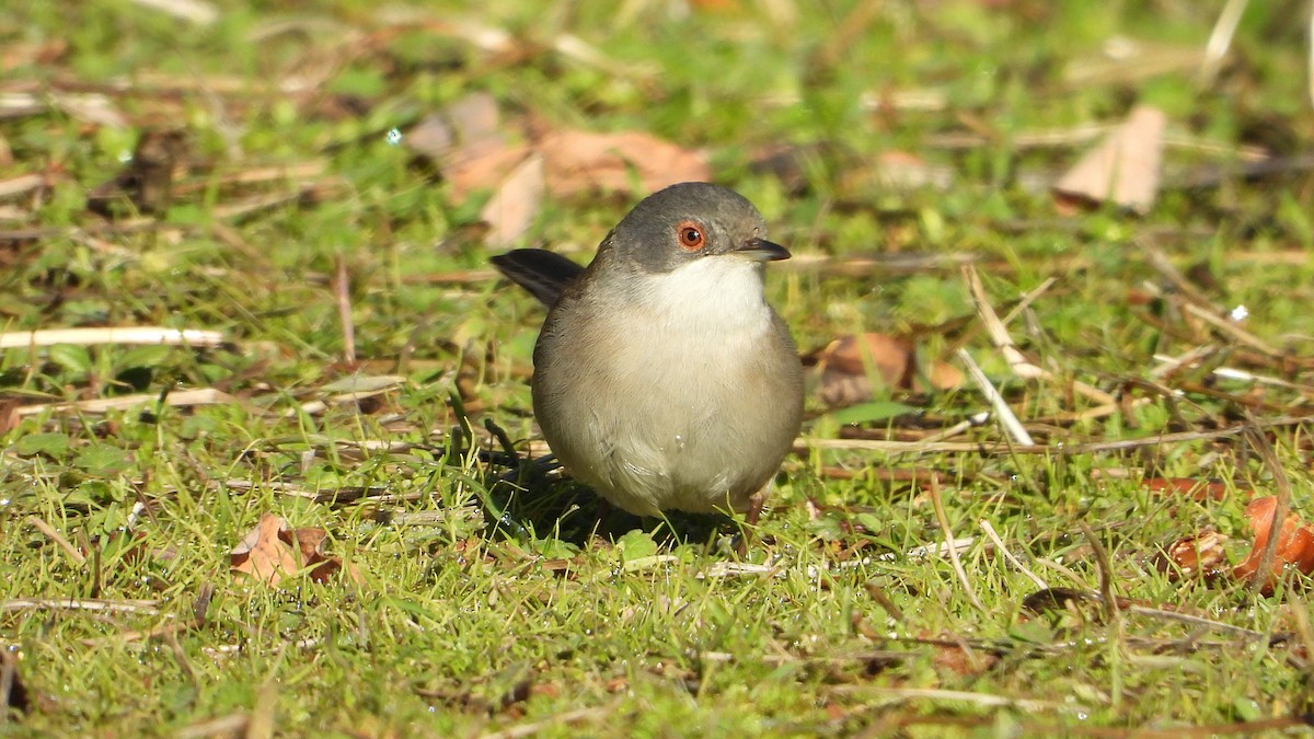 Txinbo burubeltza - ML646307378