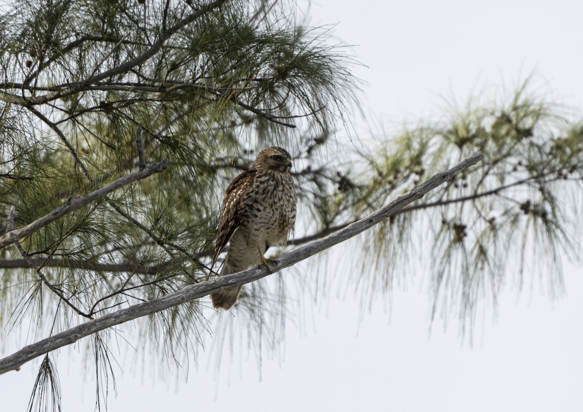 Red-shouldered Hawk - ML646307379