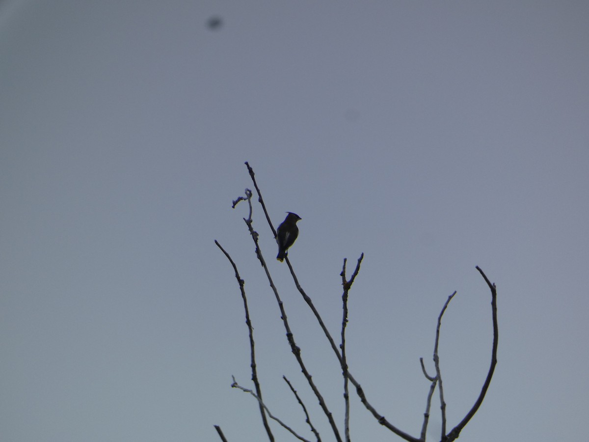 Buztanori amerikarra - ML646307380