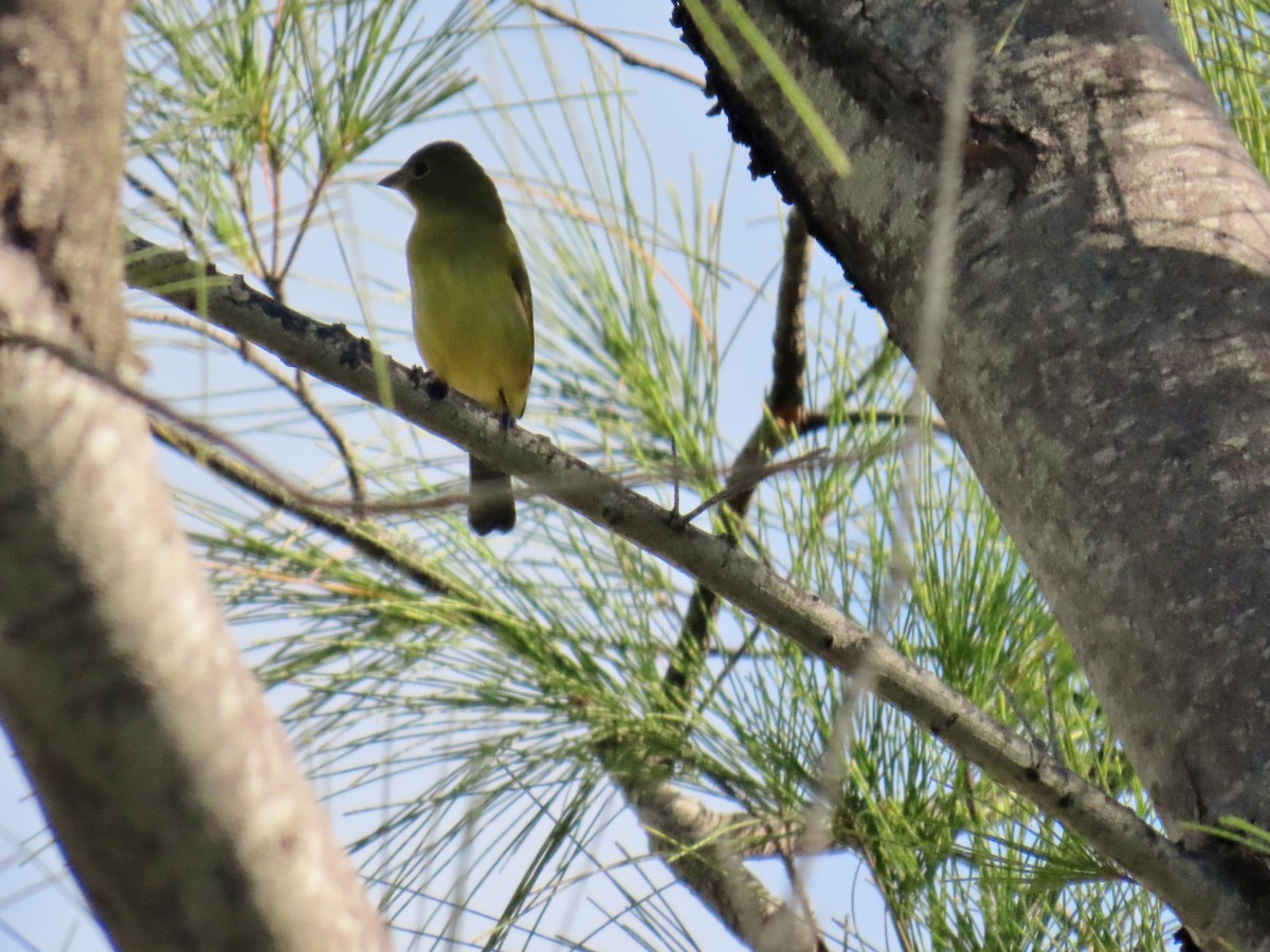 Скригнатка райдужна - ML646307382