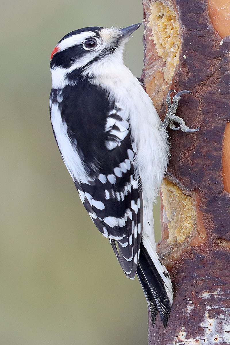 Downy Woodpecker - ML646307384