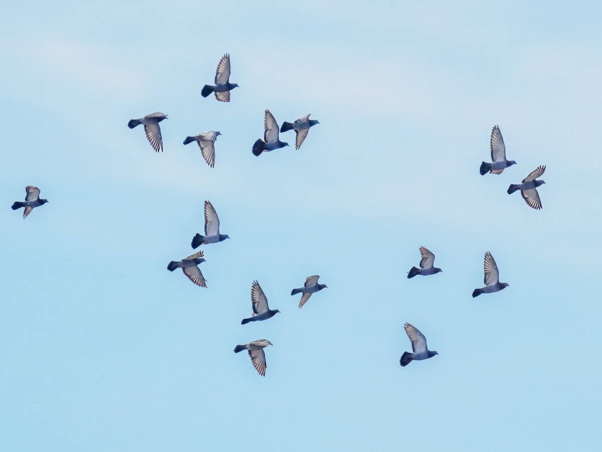 Haitz-usoa (etxekoa) - ML646307386