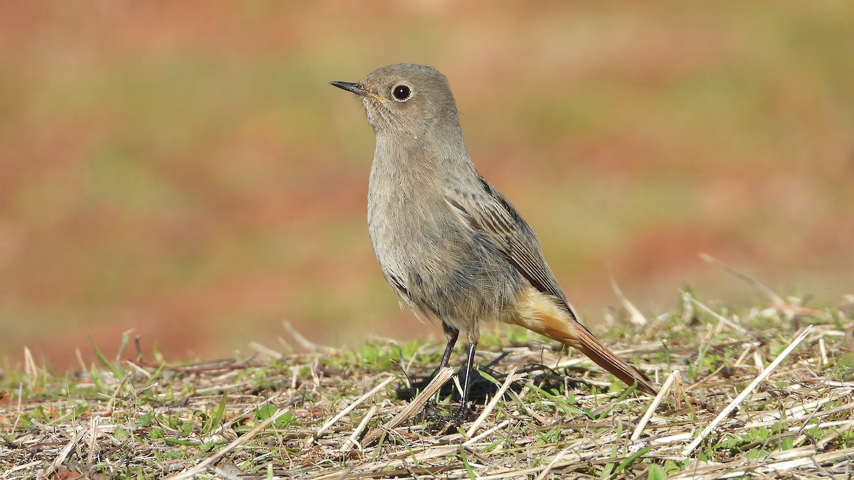 Buztangorri iluna - ML646307387