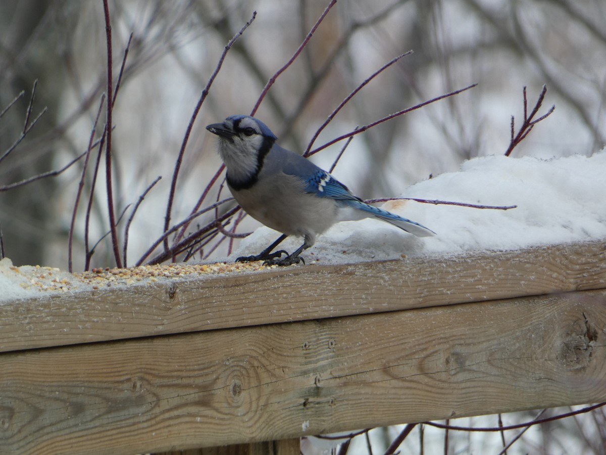 Blue Jay - ML646307388