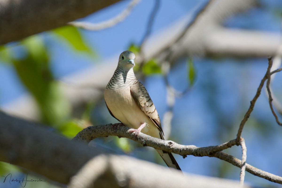 Peaceful Dove - ML646307389