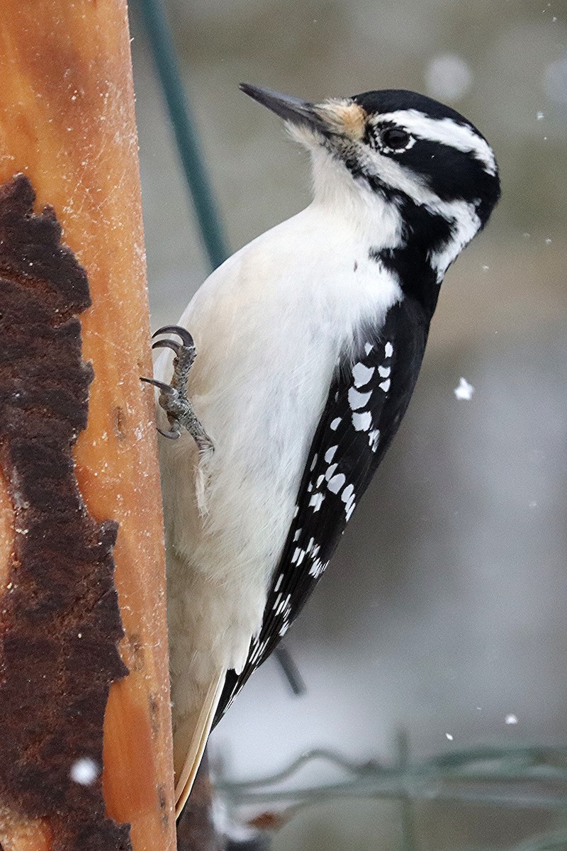 Hairy Woodpecker - ML646307390