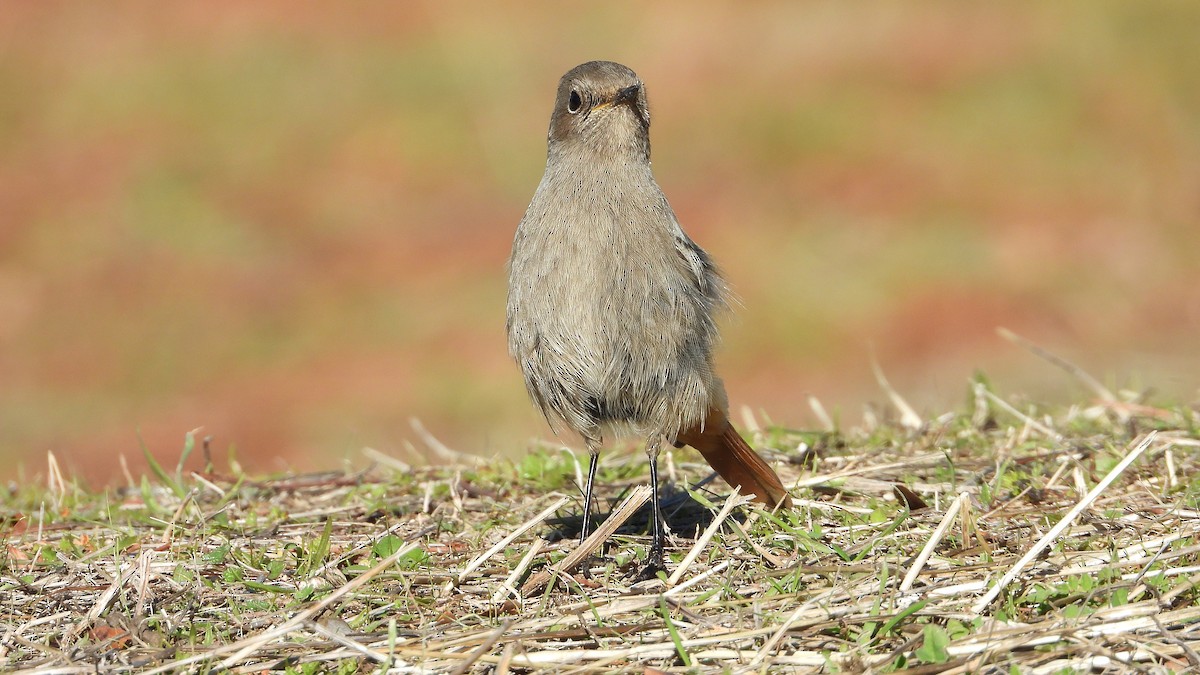 Buztangorri iluna - ML646307391