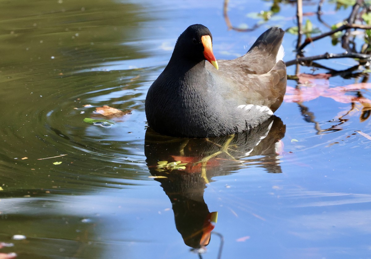 Common Gallinule - ML646307394