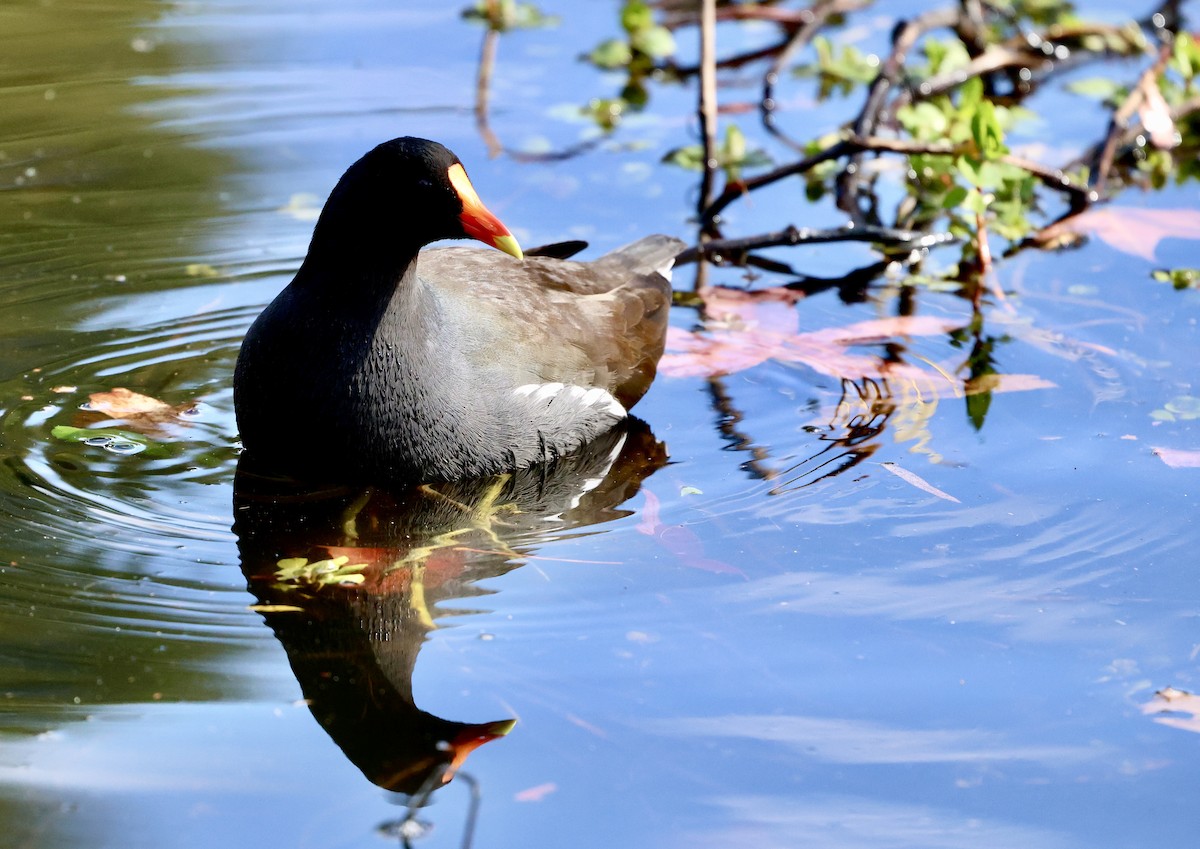 Common Gallinule - ML646307395
