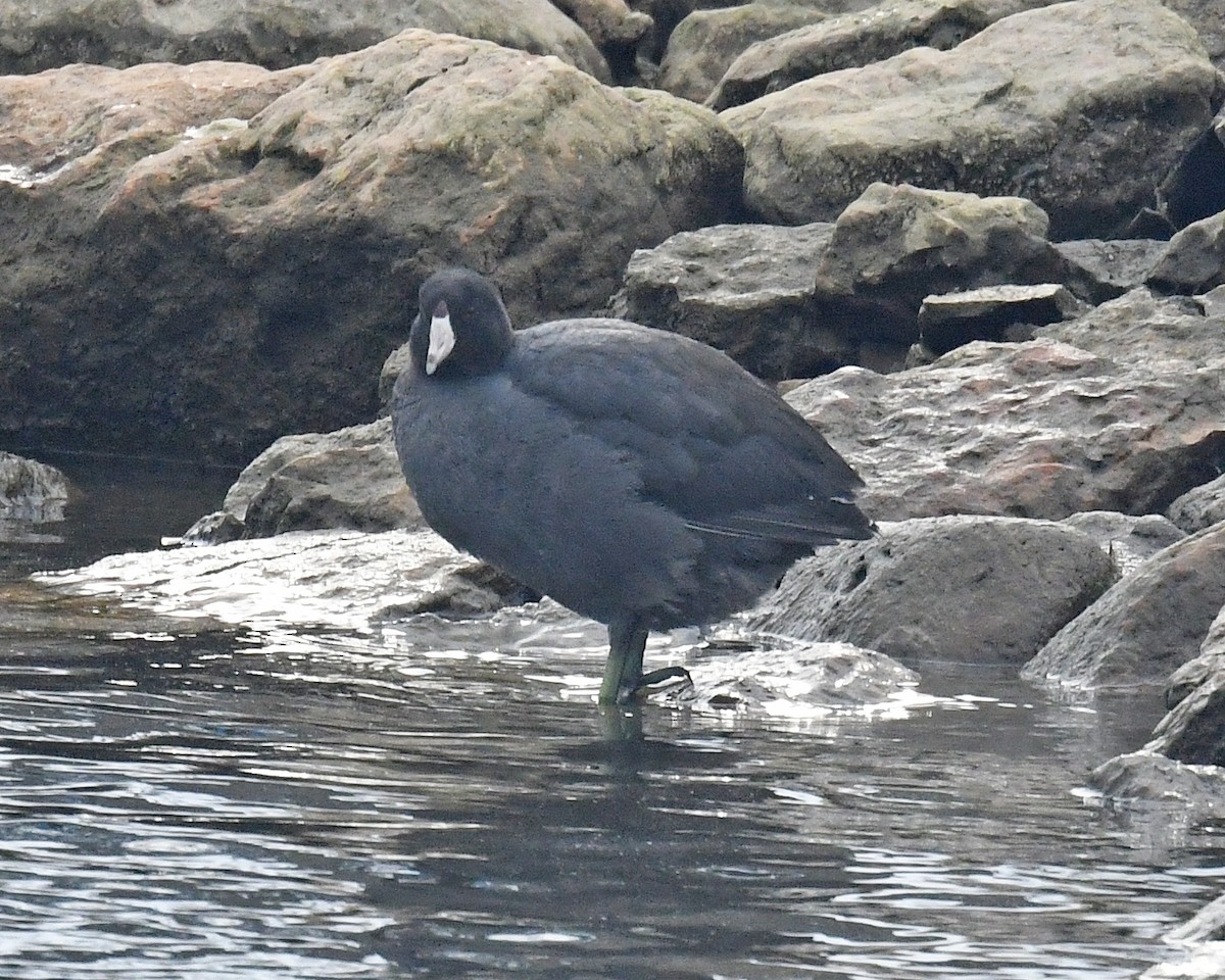 Лиска американська - ML646307396