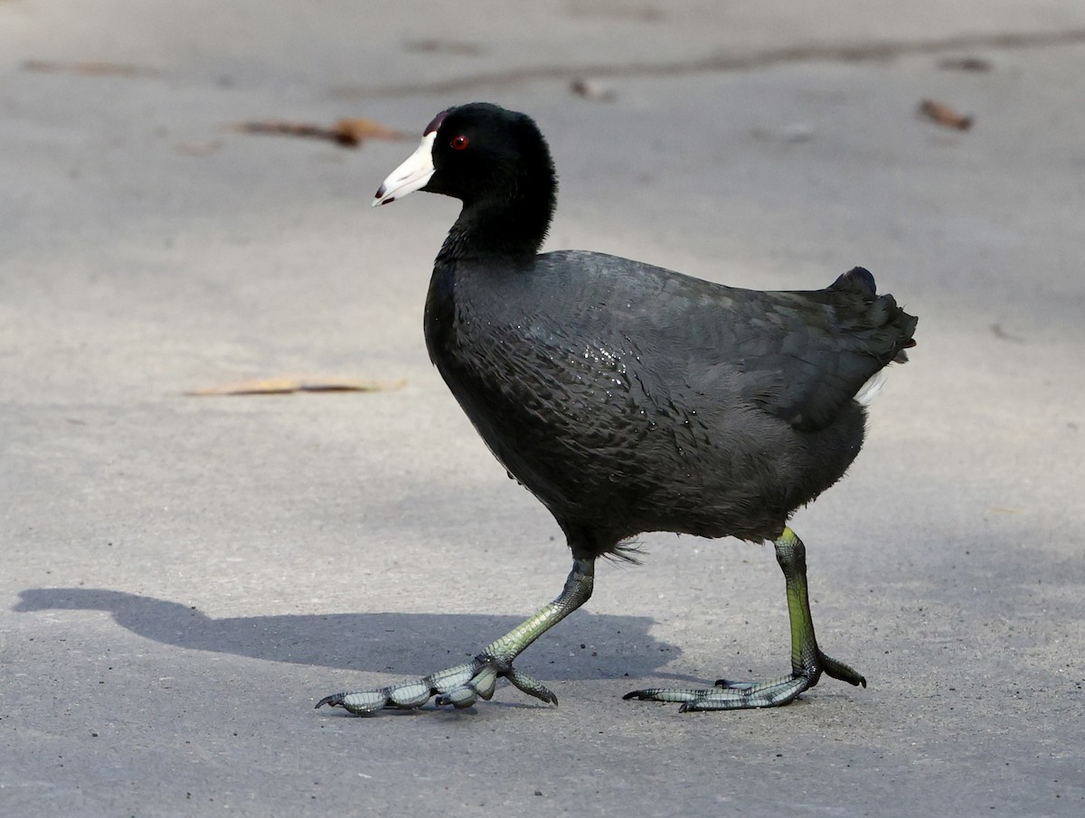 Лиска американська - ML646307399