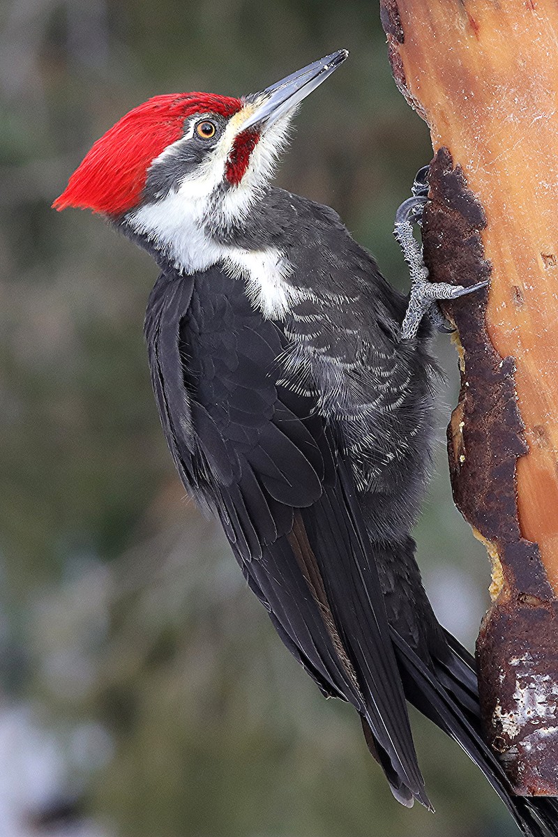 Pileated Woodpecker - ML646307402
