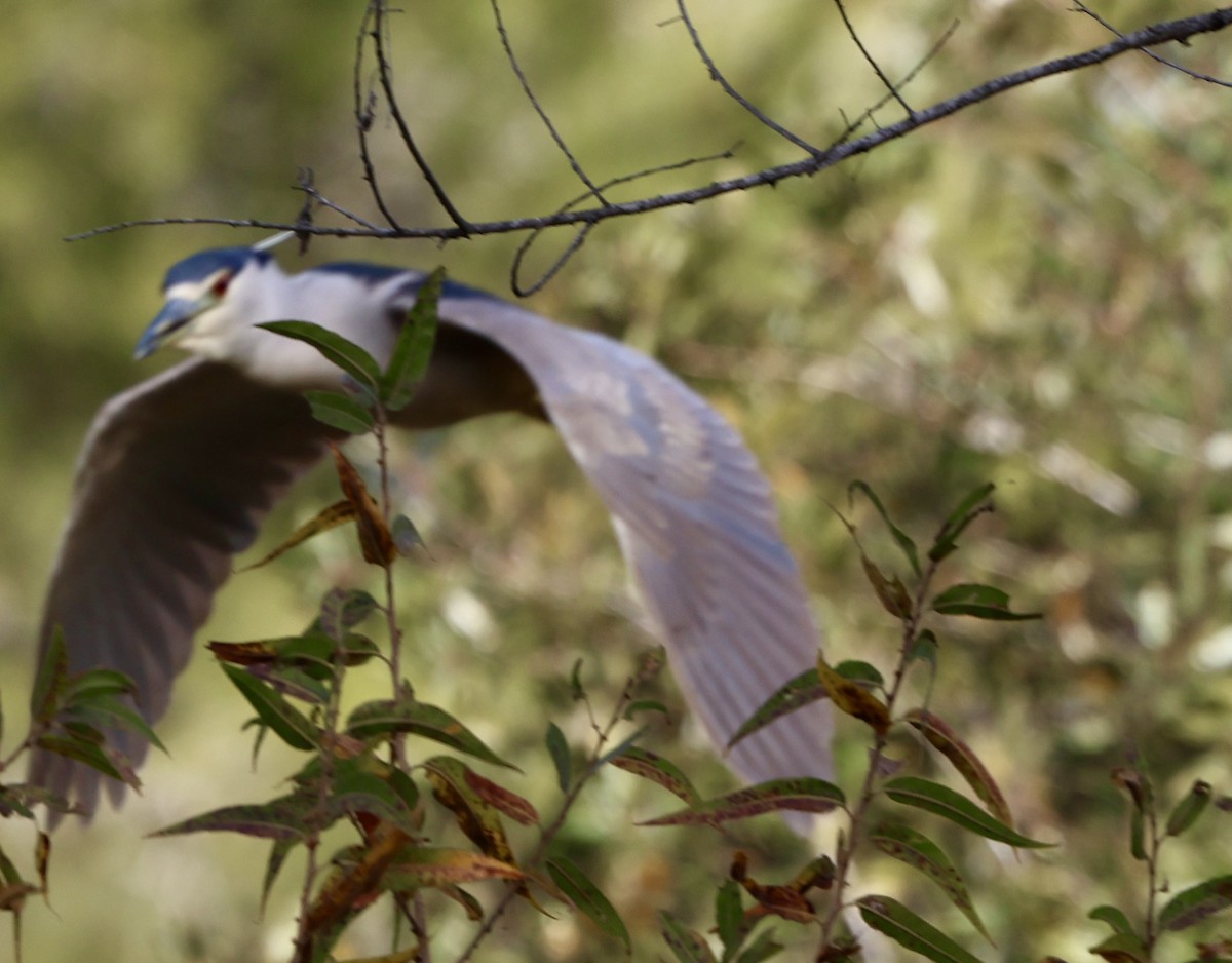 Black-crowned Night Heron - ML646307403