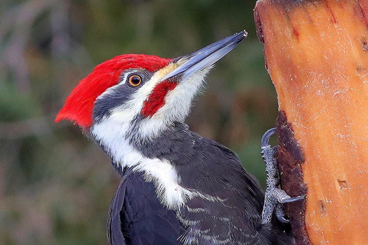 Pileated Woodpecker - ML646307408
