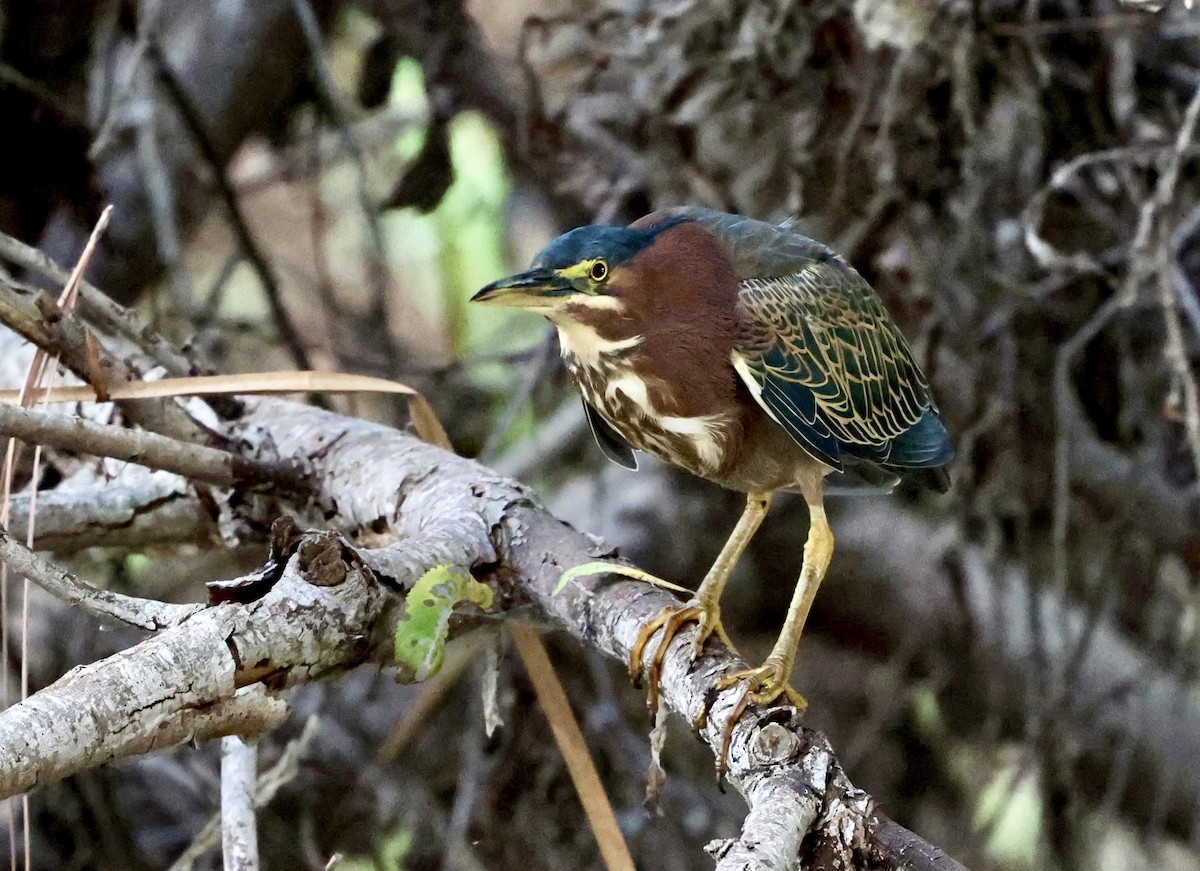 Green Heron - ML646307409