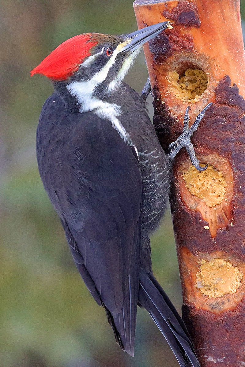 Pileated Woodpecker - ML646307410