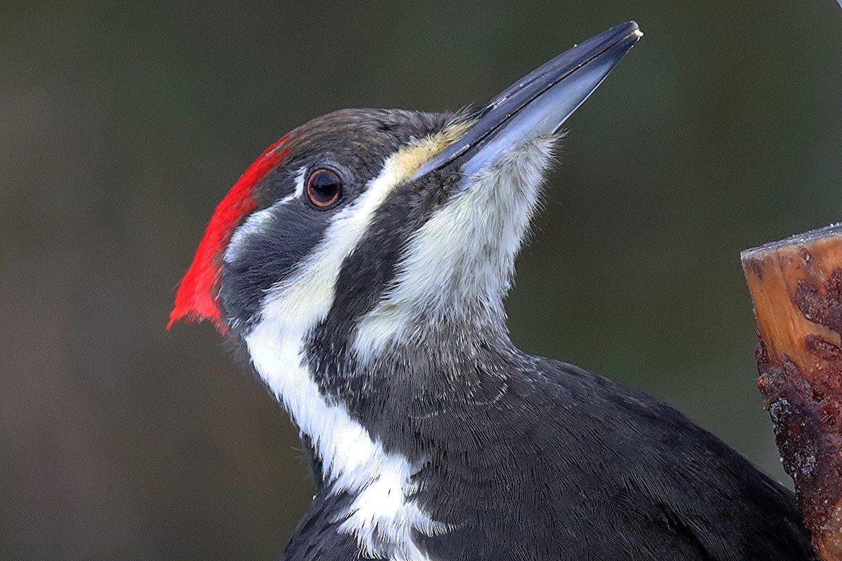 Pileated Woodpecker - ML646307414