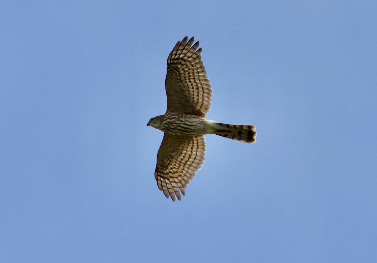 Sharp-shinned Hawk - ML646307415
