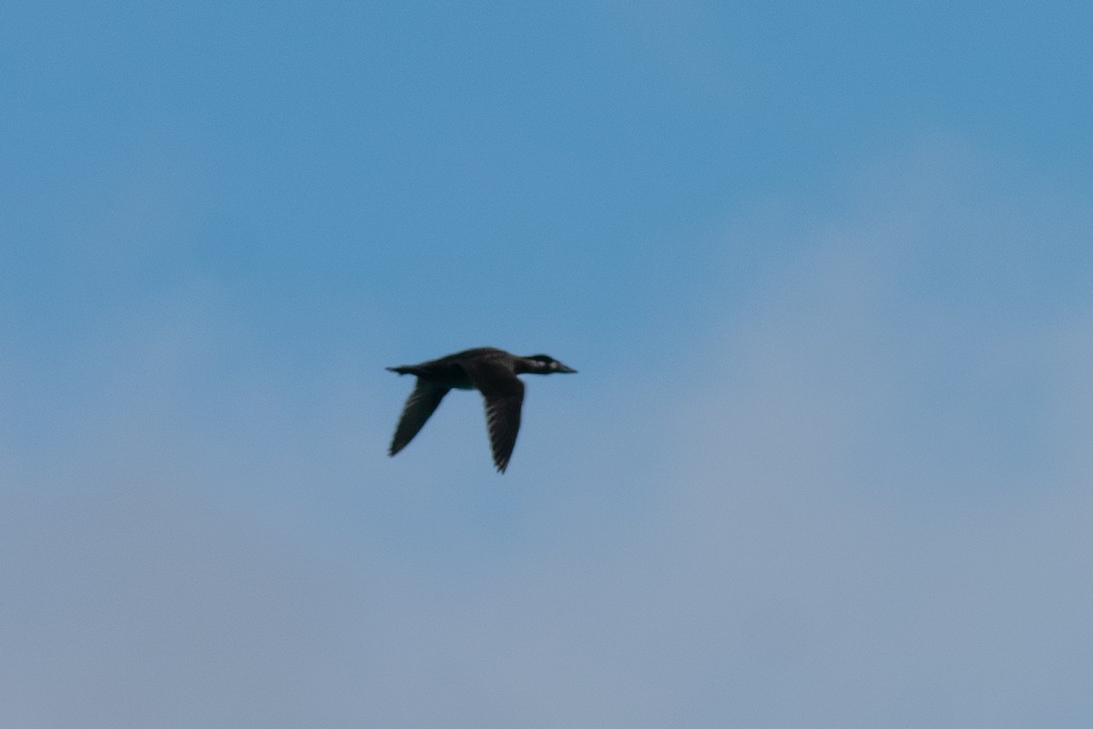 Surf Scoter - ML646307419