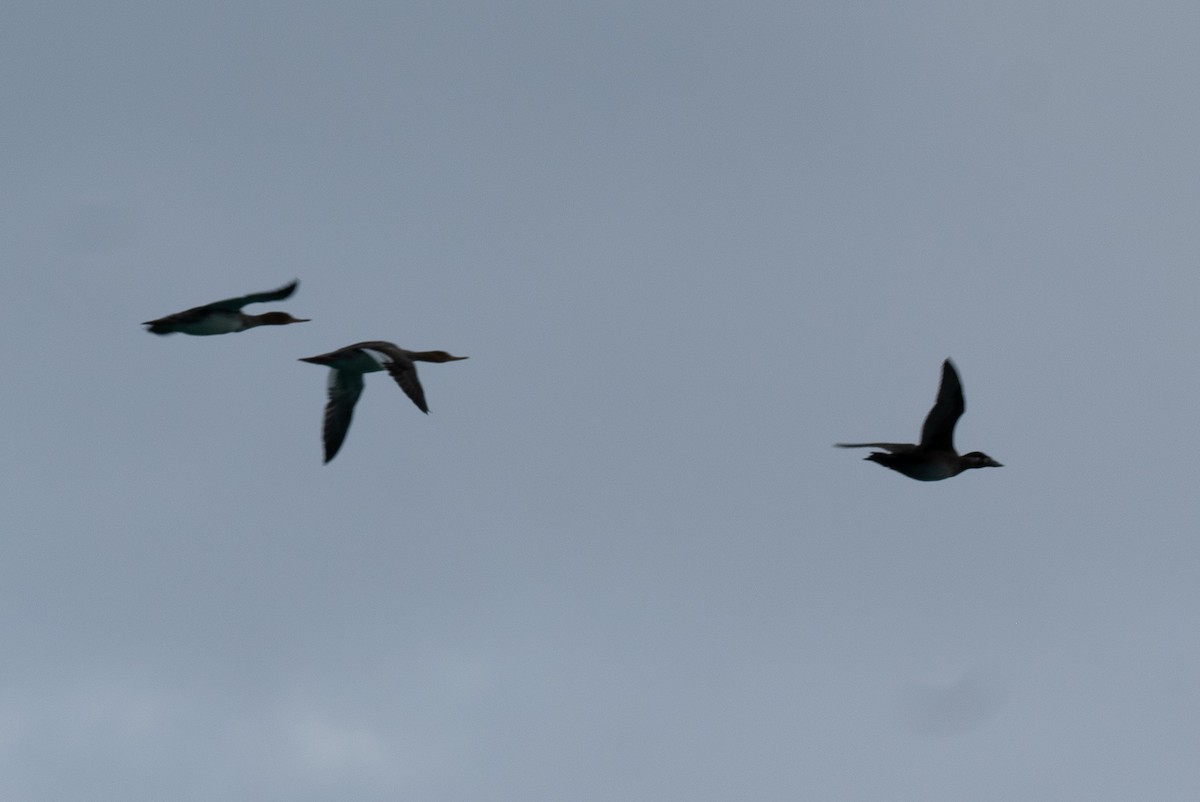 Surf Scoter - ML646307420