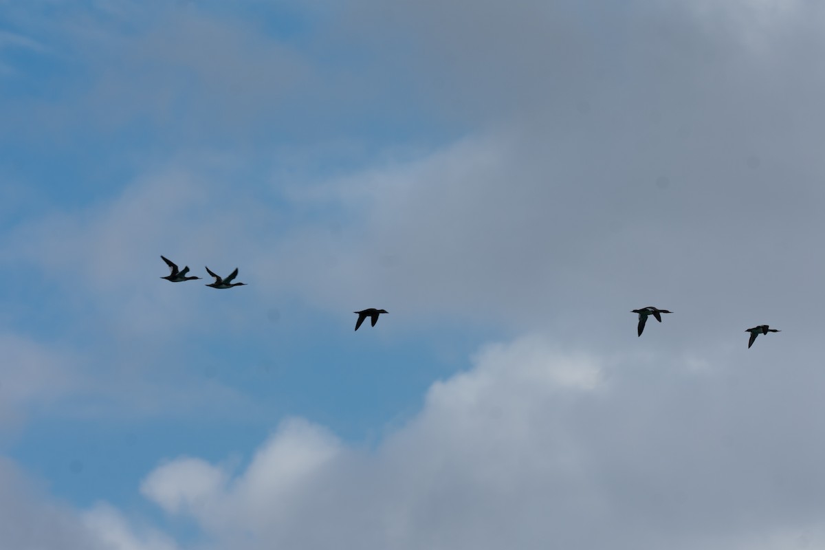 Red-breasted Merganser - ML646307421