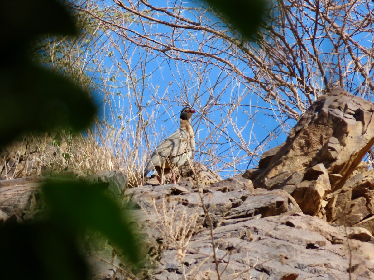 Arabian Partridge - ML646307422