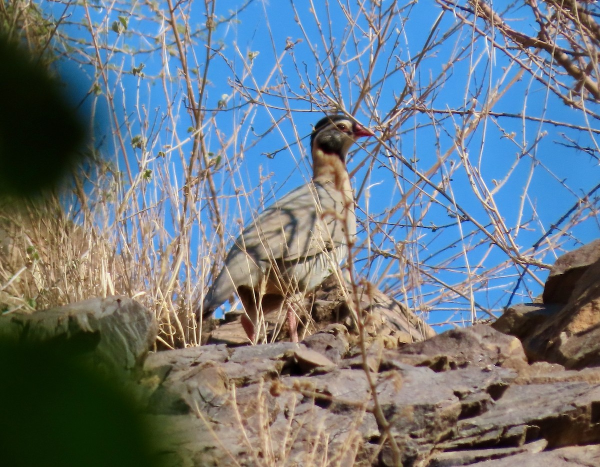 Arabian Partridge - ML646307423