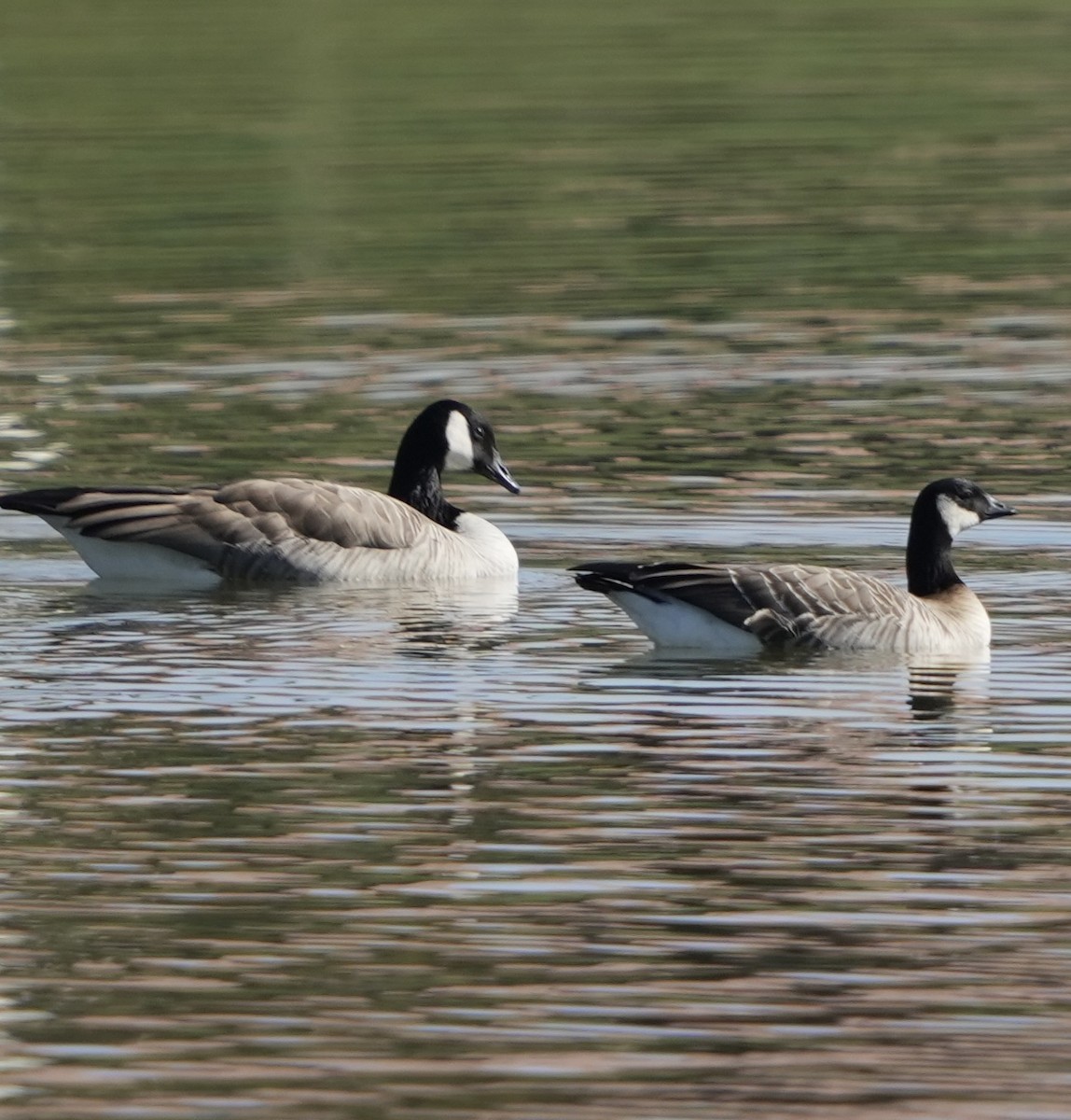 小加拿大雁 - ML646307425