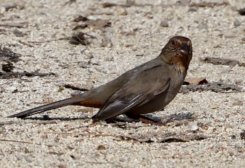 California Towhee - ML646307426