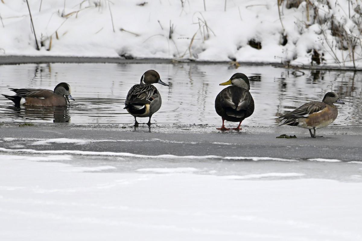 American Wigeon - ML646307432