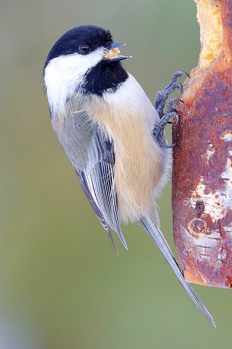 Black-capped Chickadee - ML646307433