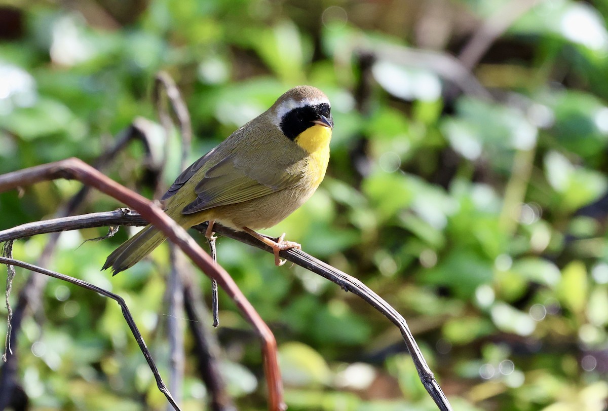 Mascarita Común - ML646307434