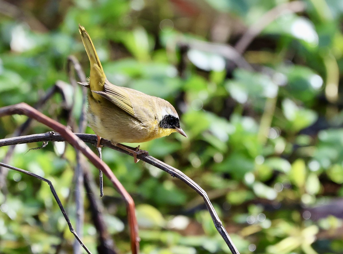 Mascarita Común - ML646307435