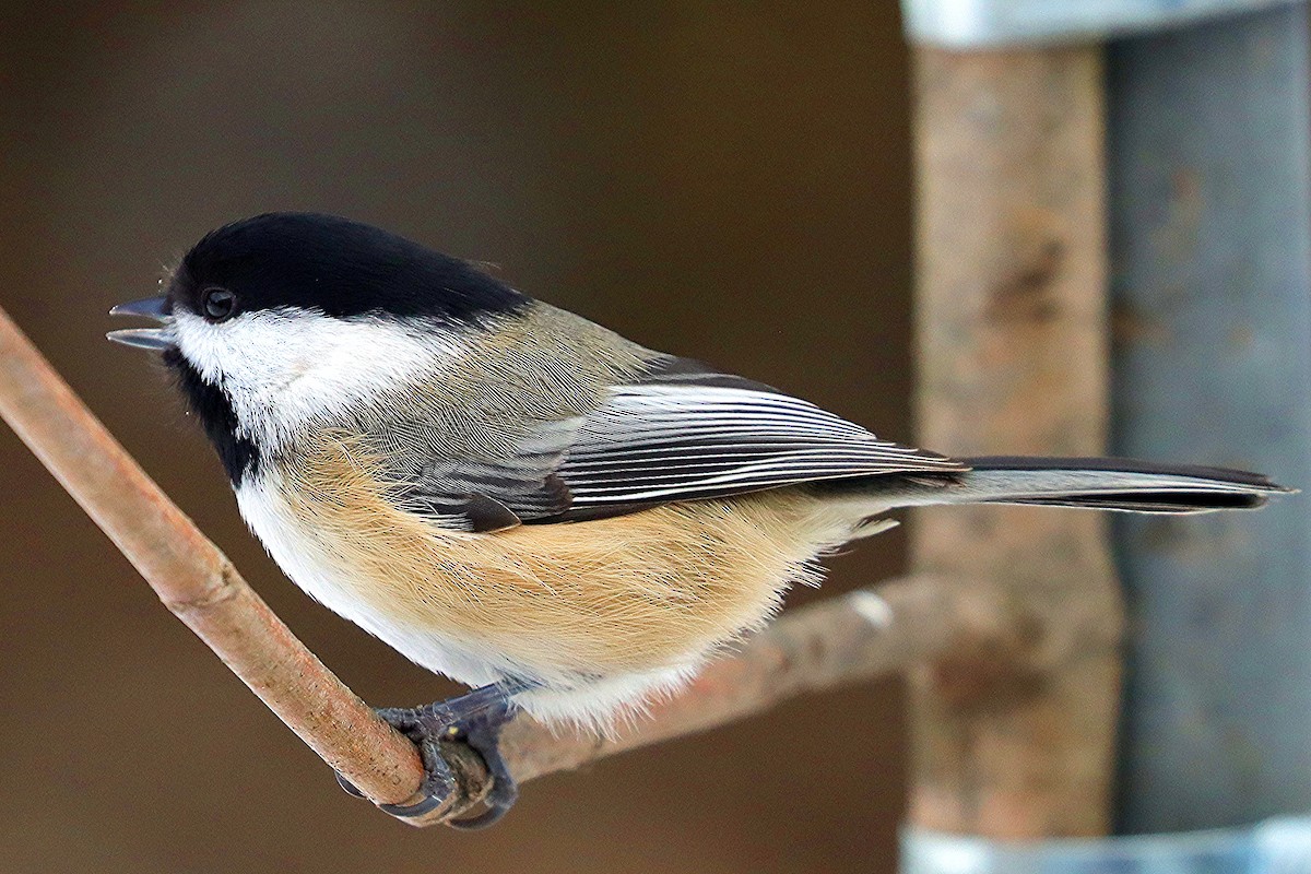 Black-capped Chickadee - ML646307436
