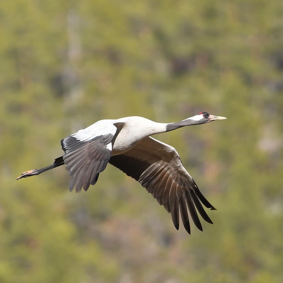 Common Crane - ML646307437