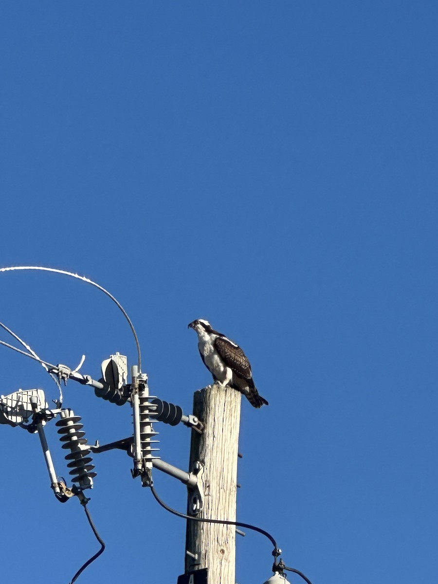 orlovec říční - ML646307438