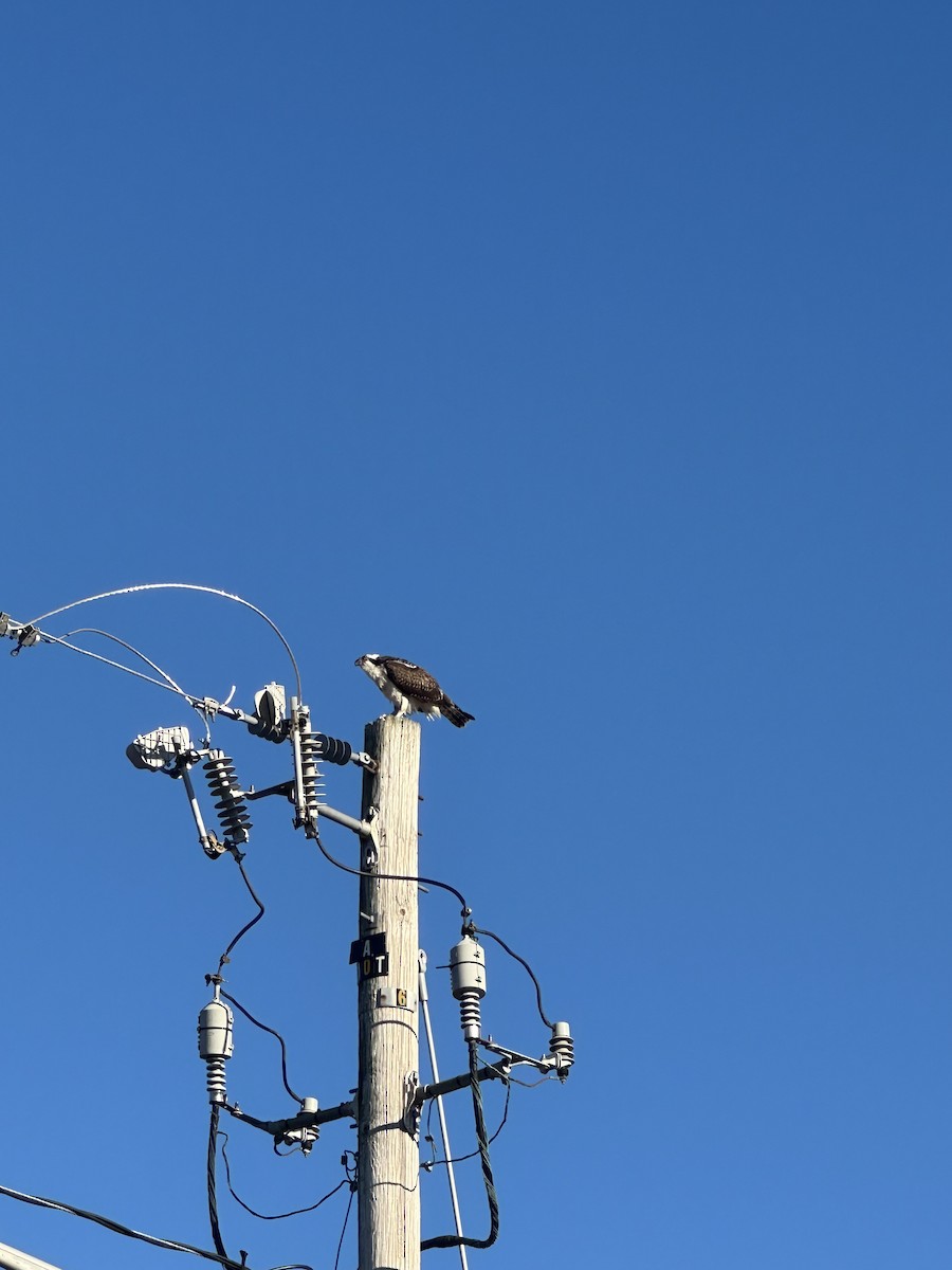 orlovec říční - ML646307439