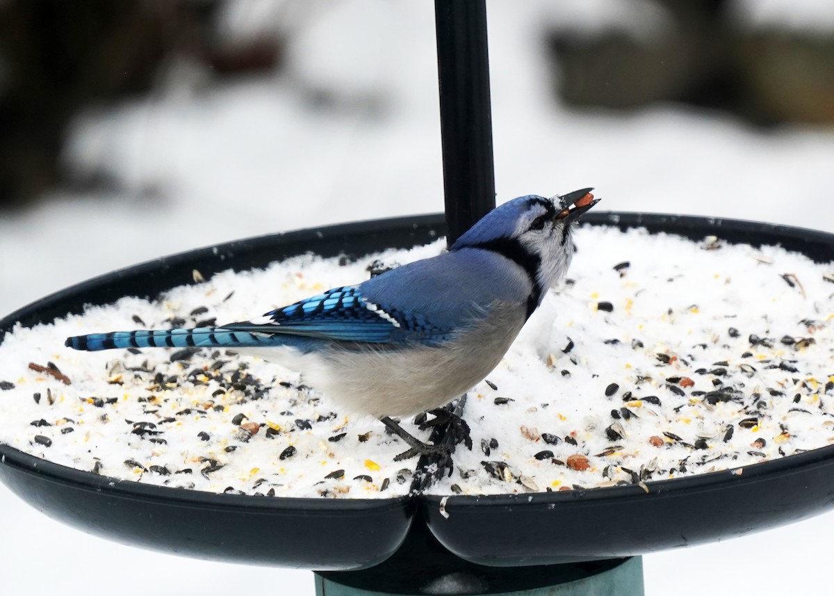 Blue Jay - ML646307441