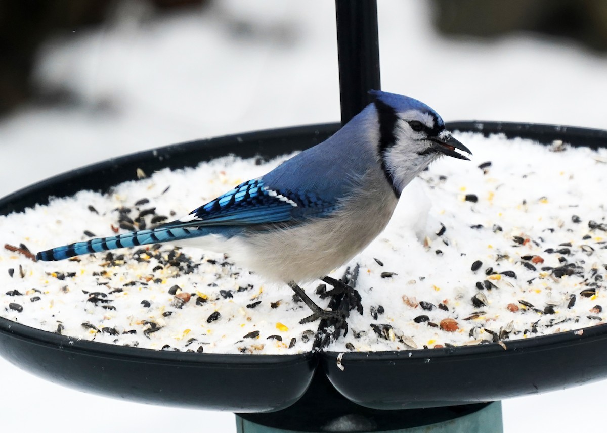 Blue Jay - ML646307442