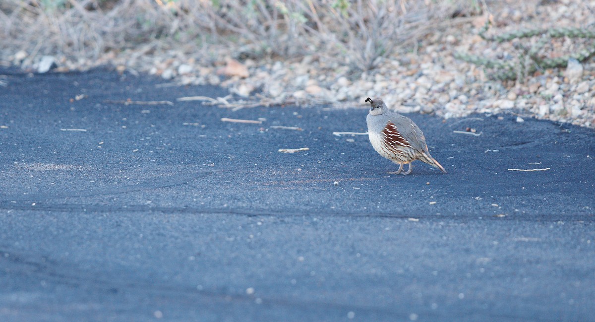 Colín de Gambel - ML646307443