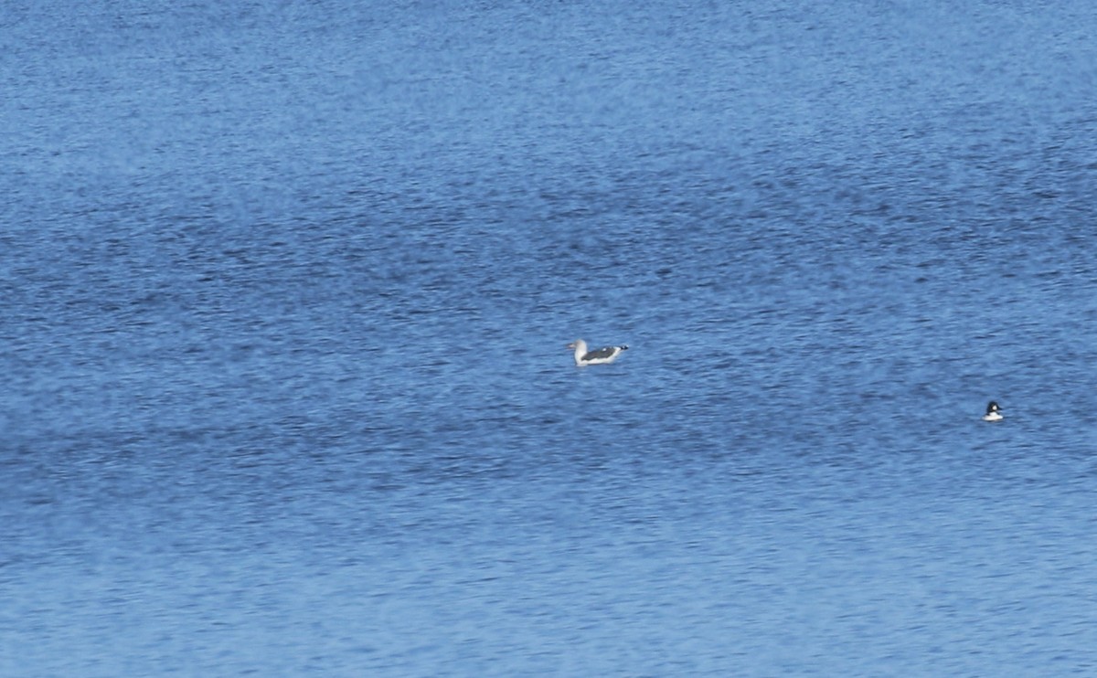 Gaviota Sombría - ML646307446