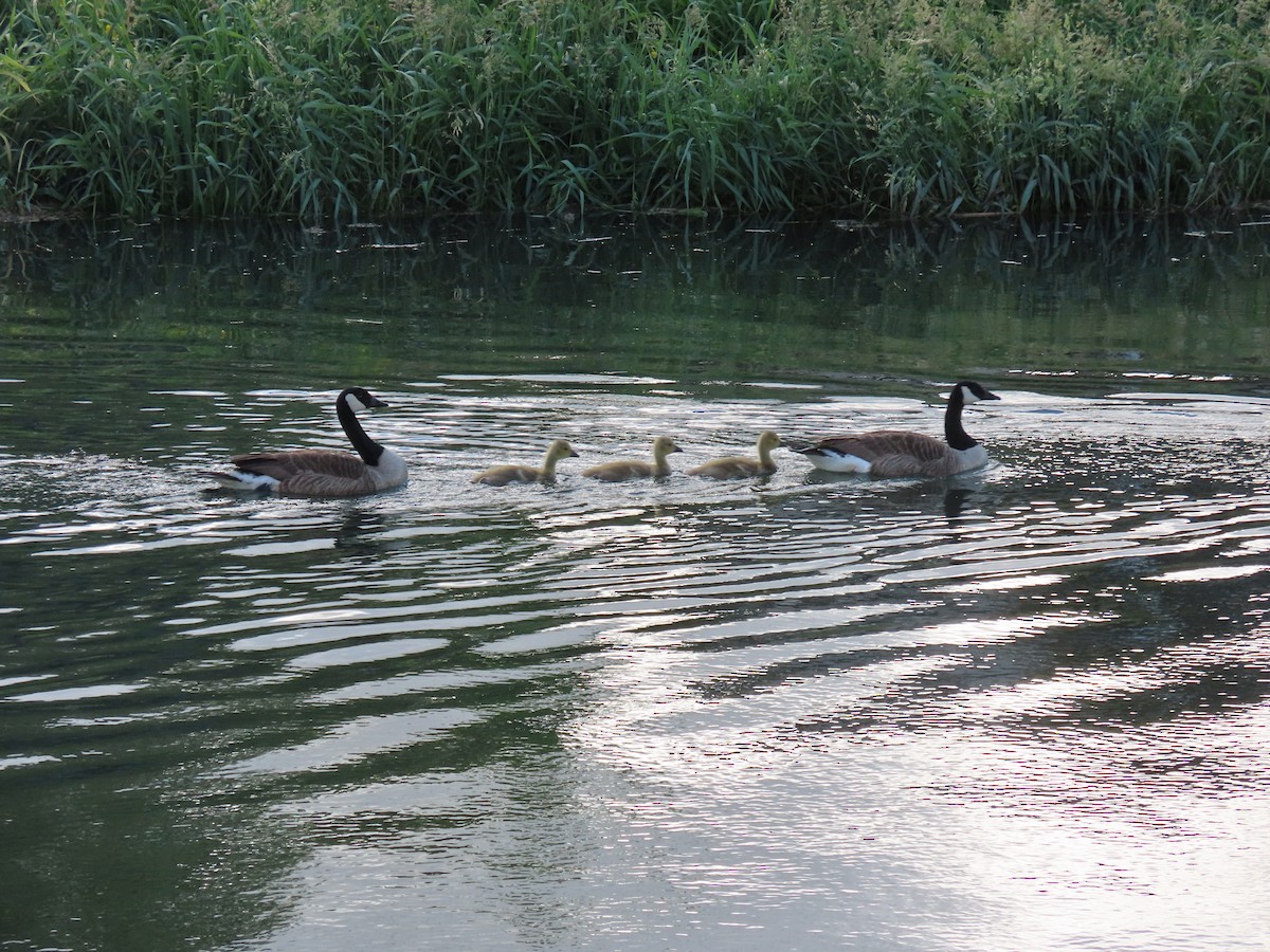 Barnacla Canadiense Grande - ML646307447