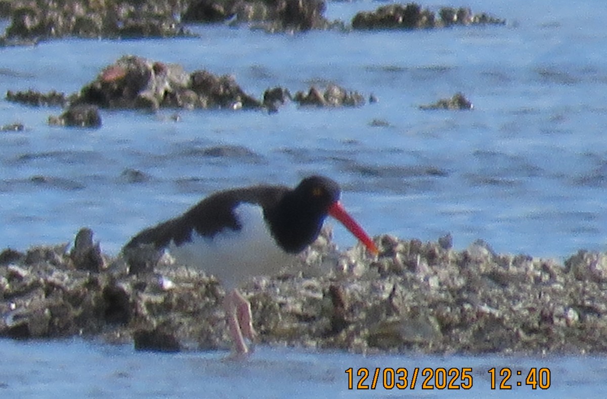 Ostrero Pío Americano - ML646307448