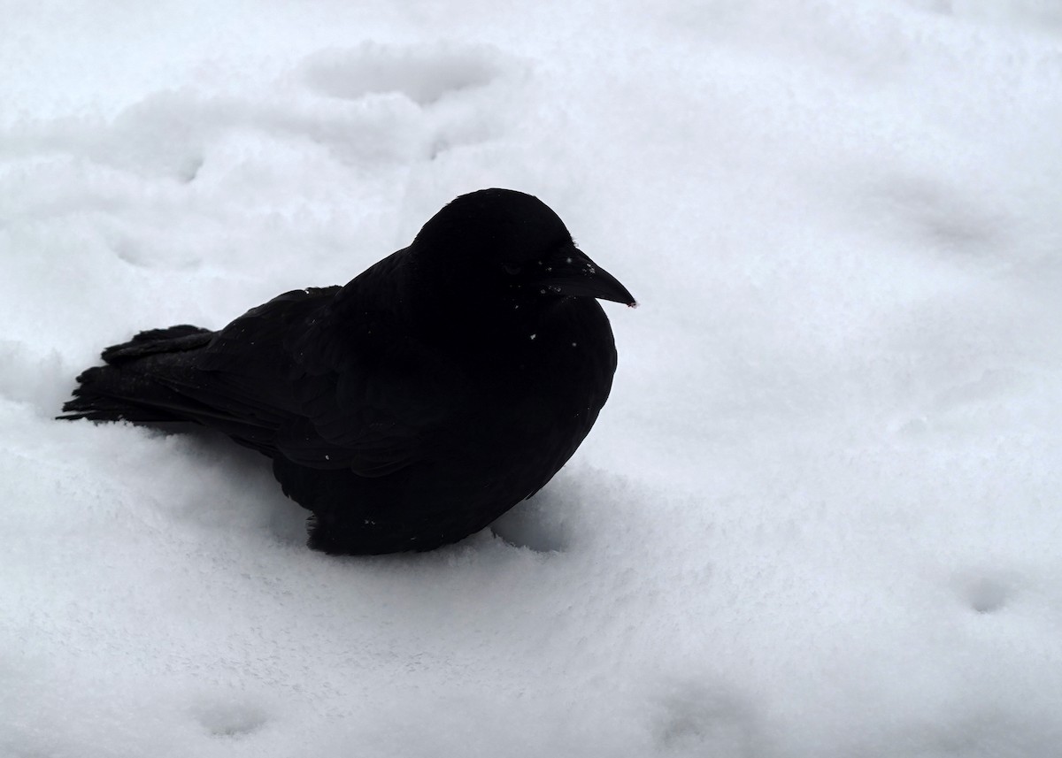 Cuervo Americano - ML646307449