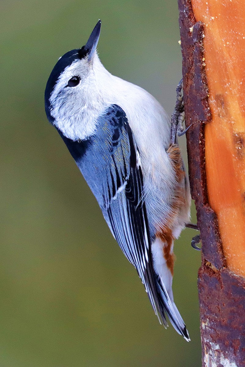 Trepador Pechiblanco - ML646307450