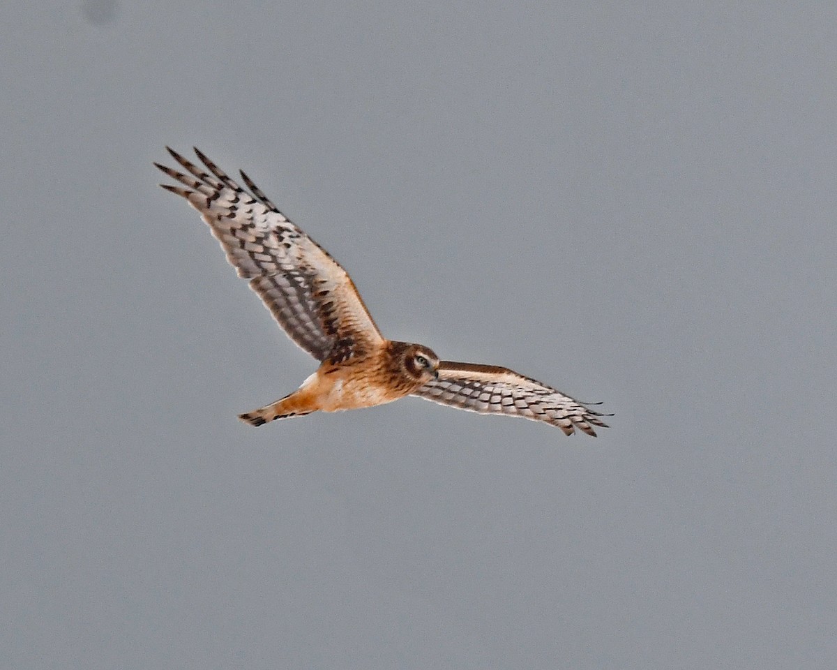 Aguilucho de Hudson - ML646307451