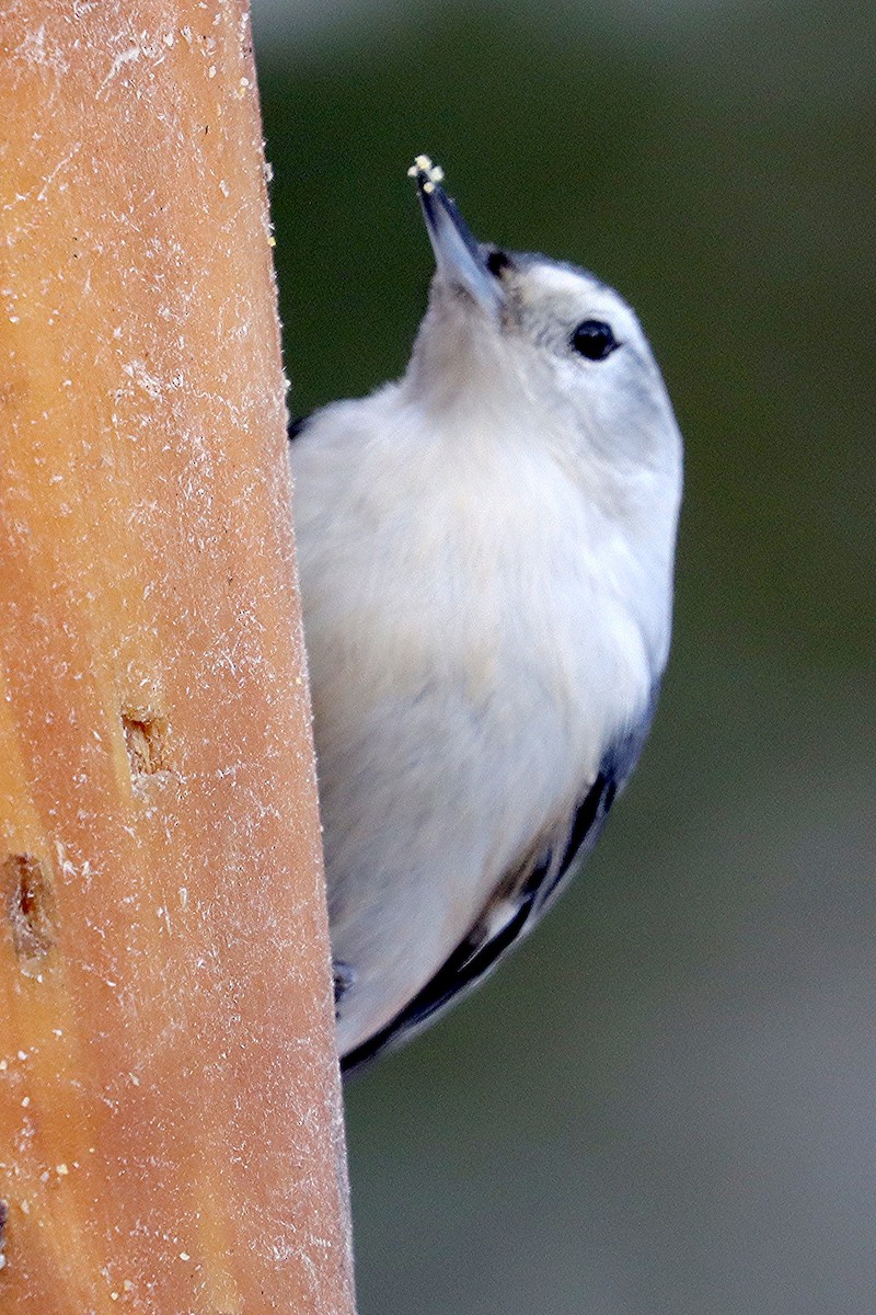 Trepador Pechiblanco - ML646307452